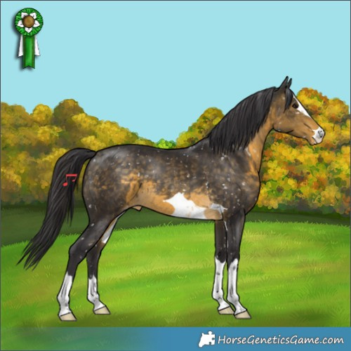 Horse Color:Buckskin Appaloosa 