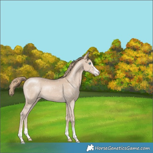 Horse Color:Smoky Creme Appaloosa 