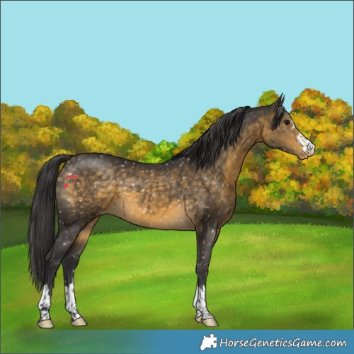 Horse Color:Buckskin Snowflake Varnish 