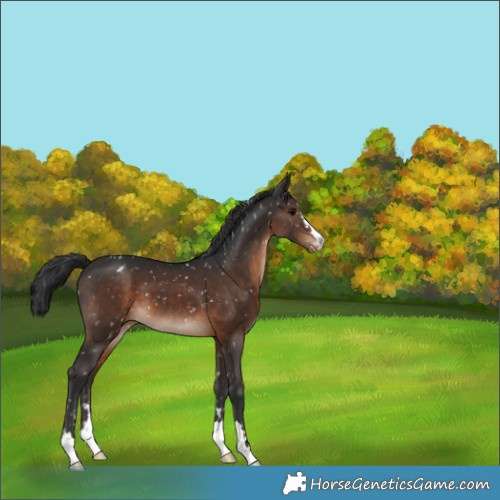 Horse Color:Brown Appaloosa 