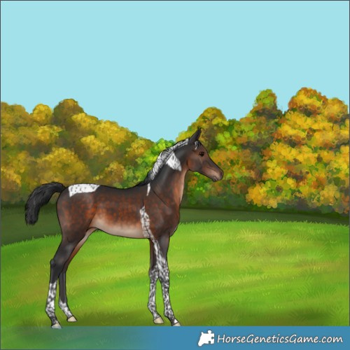 Horse Color:Brown Tobiano 