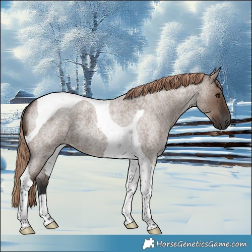 Horse Color:Liver Red Dun Roan Tobiano 