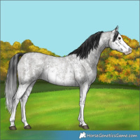 Horse Color:Blue Roan Sabino Splash  and Grullo Roan Sabino Splash 