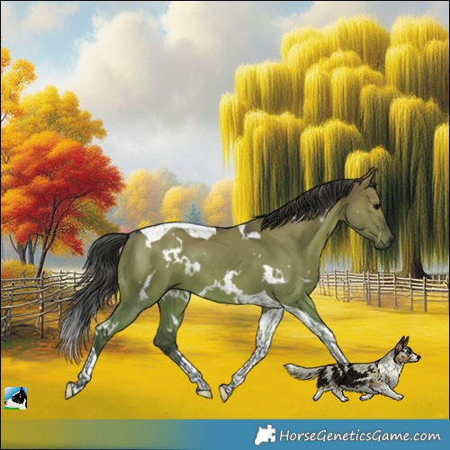 Horse Color:White Spotted Grullo Tobiano Rabicano