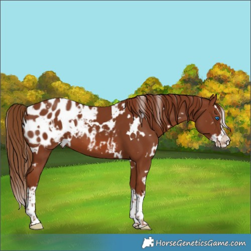 Horse Color:White Spotted Chestnut Splash Appaloosa