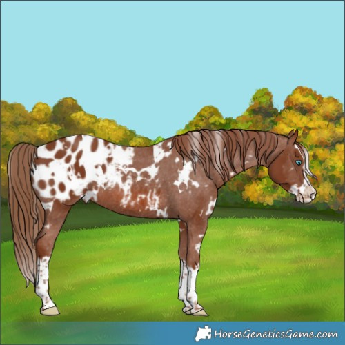 Horse Color:White Spotted Chestnut Splash Appaloosa 