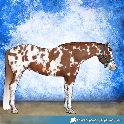 Horse Color:White Spotted Chestnut Splash Blanket 