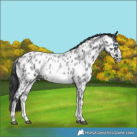 Horse Color:White Spotted Blue Roan Splash Frame Appaloosa