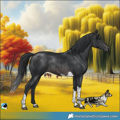 Horse Color:Platinum Brown Tobiano Rabicano 