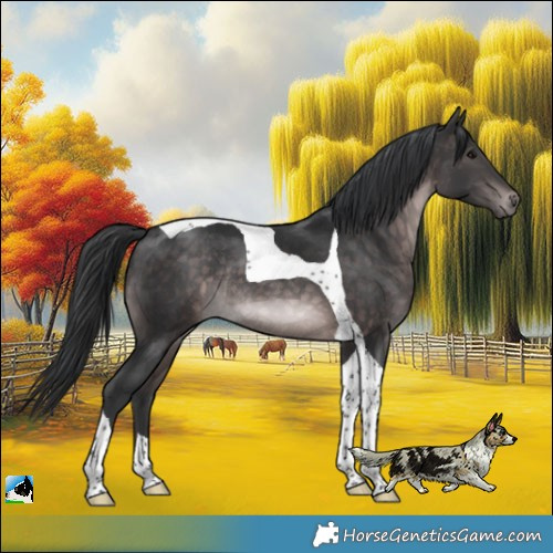 Horse Color:Platinum Brown Tobiano Rabicano