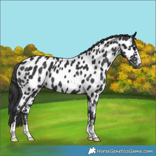 Horse Color:Black Appaloosa