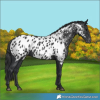 Horse Color:Black Appaloosa 