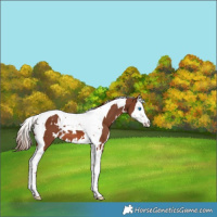 Horse Color:White Spotted Chestnut Splash Tobiano 