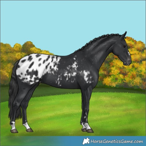 Horse Color:Black Appaloosa