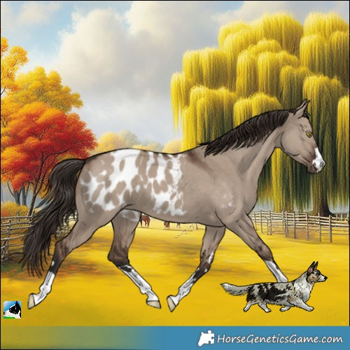 Horse Color:Liver Red Dun Near Leopard