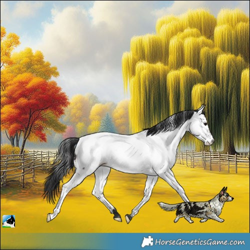 Horse Color:Brown Dun Near Fewspot Rabicano 