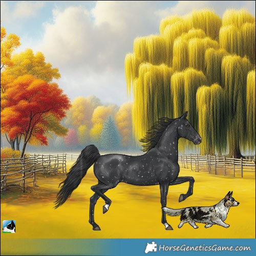 Horse Color:Black Appaloosa Rabicano 