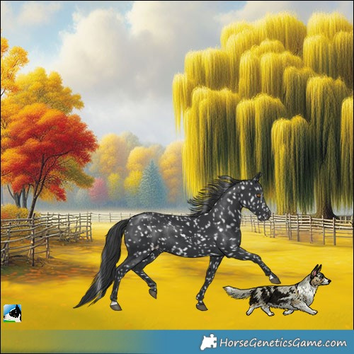 Horse Color:Black Snowcap Rabicano