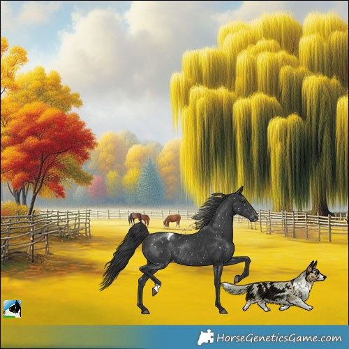 Horse Color:Black Appaloosa Rabicano 