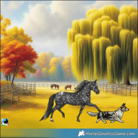 Horse Color:Black Blanket Rabicano 