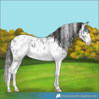 Horse Color:Brown Sabino Splash Appaloosa  and Brown Sabino Splash Appaloosa 