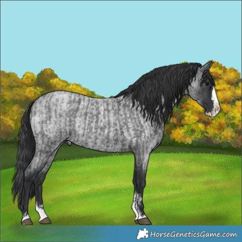 Horse Color:Blue Roan Sabino Splash and Blue Roan Sabino Splash