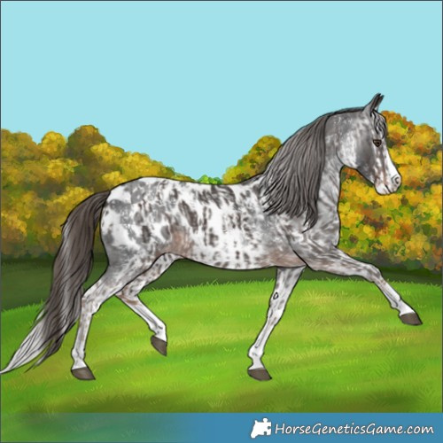 Horse Color:Liver Chestnut Sabino Splash Appaloosa  and Gray Liver Chestnut Sabino Splash Appaloosa 