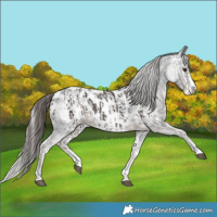 Horse Color:Liver Chestnut Sabino Splash Near Leopard  and Gray Liver Chestnut Sabino Splash Near Leopard 