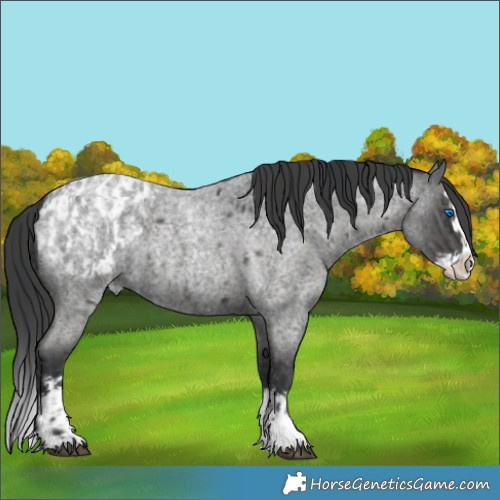Horse Color:Blue Roan Sabino Splash  and Blue Roan Sabino Splash Blanket 
