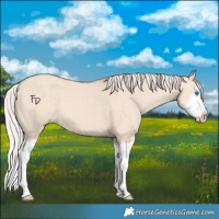 Horse Color:Silver Classic Champagne Dun Splash Frame 