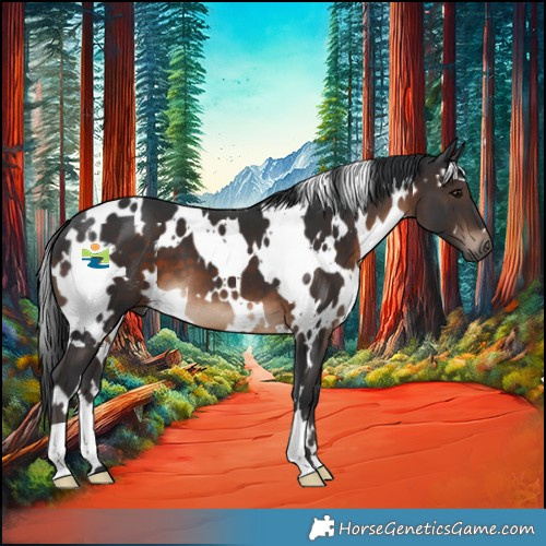 Horse Color:White Spotted Brown