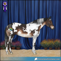Horse Color:White Spotted Brown