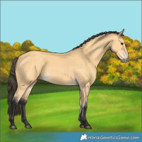 Horse Color:Buckskin 