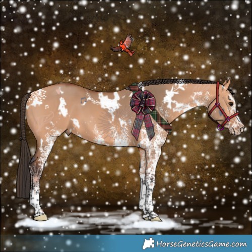 Horse Color:White Spotted Bay Dun 