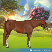 Horse Color:Chestnut Tobiano