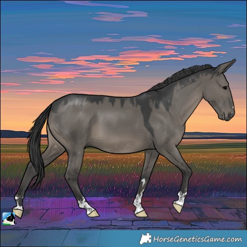 Horse Color:Grullo 