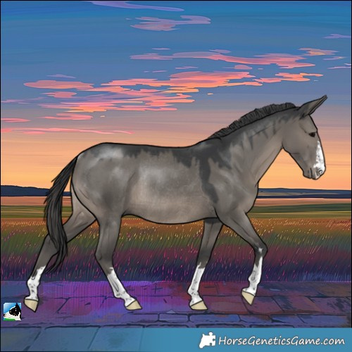Horse Color:Grullo Rabicano 