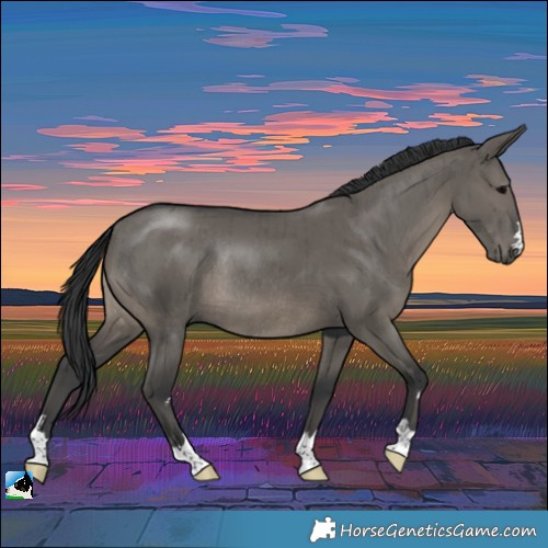 Horse Color:Grullo Rabicano Brindle 