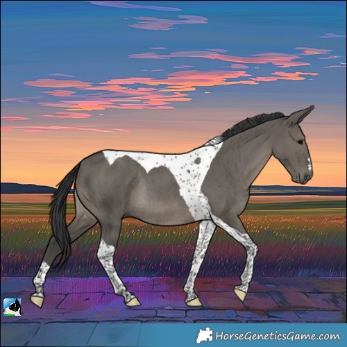 Horse Color:Grullo Tobiano Rabicano Brindle 