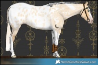 Horse Color:Gray Silver Amber Cream Champagne Roan Dun Splash Tobiano Frame Near Leopard Rabicano 