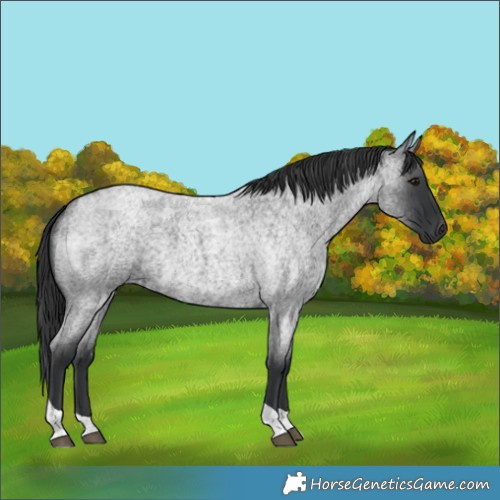 Horse Color:Blue Roan Tobiano 