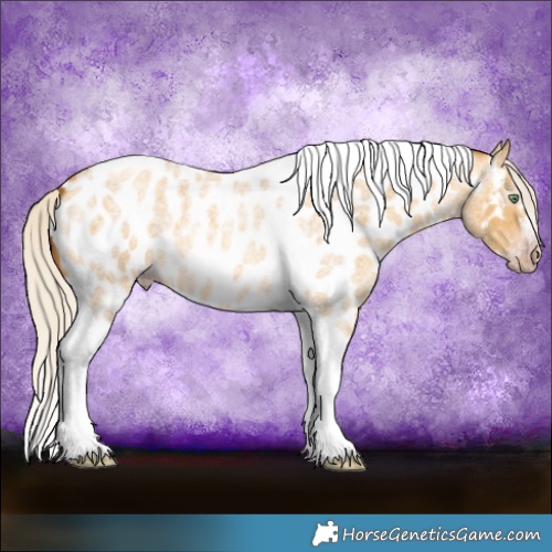 Horse Color:Gray Silver Amber Cream Champagne Roan Dun Splash Tobiano Frame Near Leopard Rabicano 