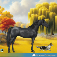 Horse Color:Black Rabicano