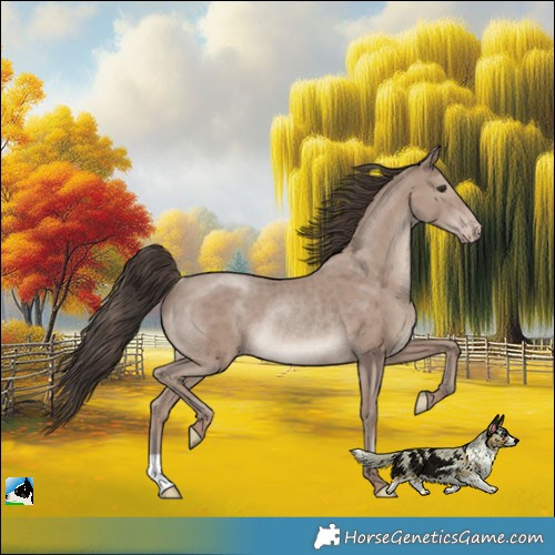 Horse Color:Classic Champagne Mushroom Rabicano 