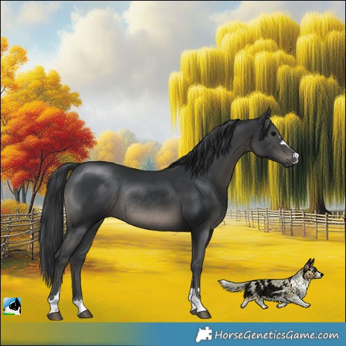 Horse Color:Black Rabicano 