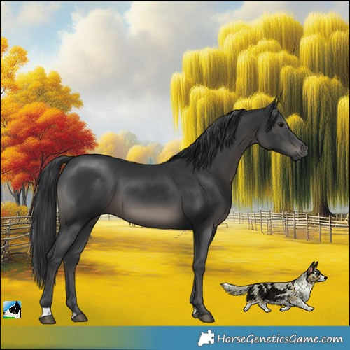 Horse Color:Black Mushroom 