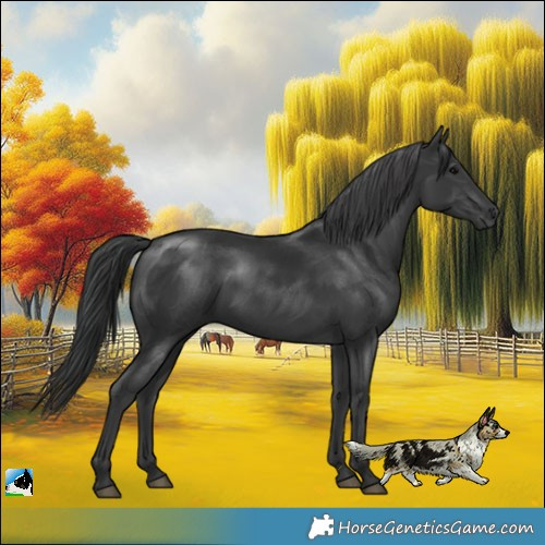 Horse Color:Black Rabicano
