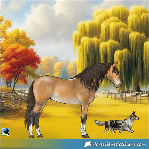 Horse Color:Buckskin Tobiano Rabicano 