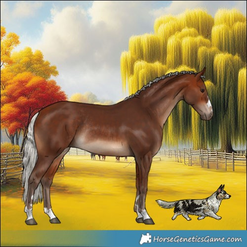 Horse Color:Silver Bay Rabicano 