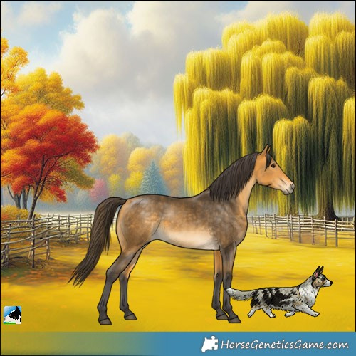 Horse Color:Buckskin 